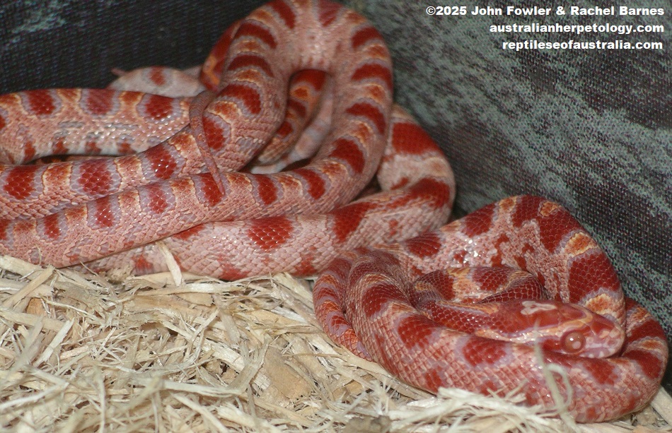 Baby Albino Corn Snakes (Pantherophis guttatus)